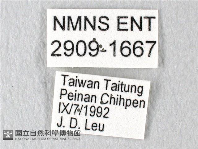 多姿麝鳳蝶藏品圖，第3張