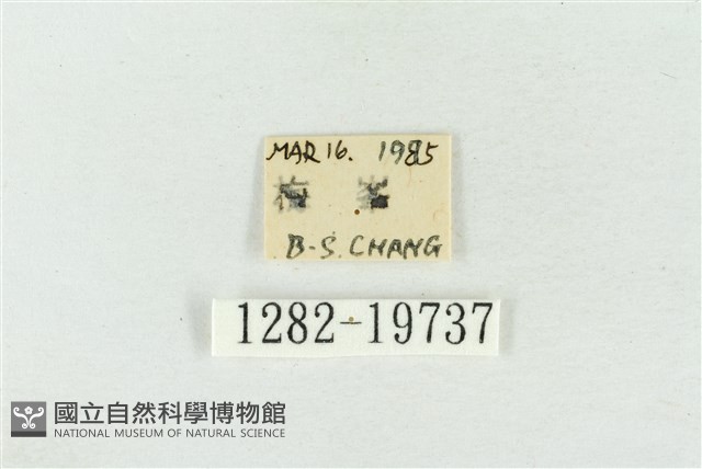 印華波紋蛾藏品圖，第3張