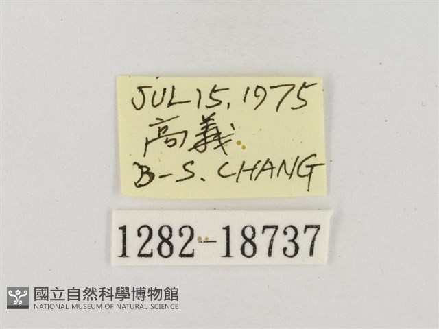 臺灣脈弄蝶藏品圖，第3張