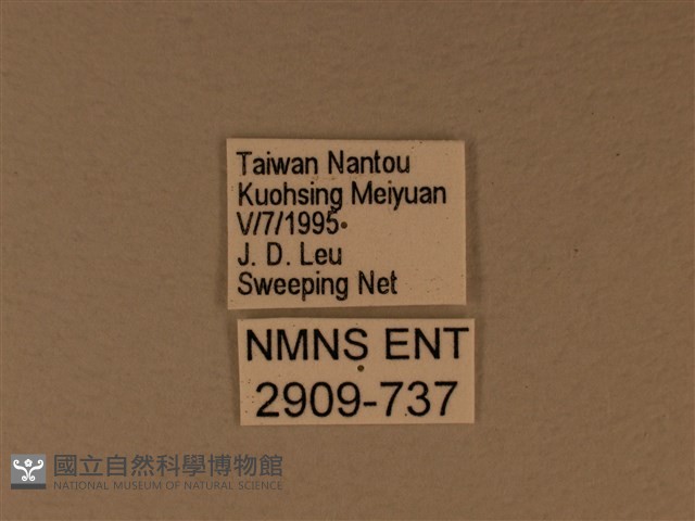 苧麻細蝶藏品圖，第3張