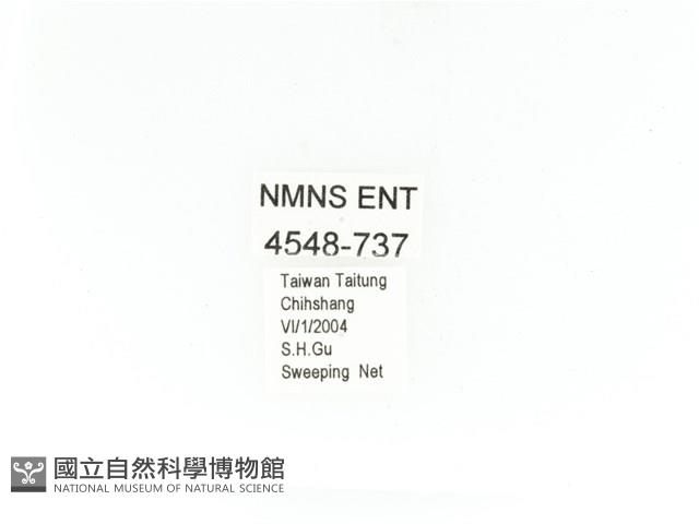 金艷騷金龜藏品圖，第2張