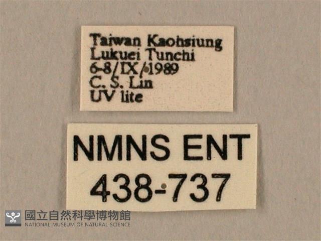 棕綠背線天蛾藏品圖，第3張