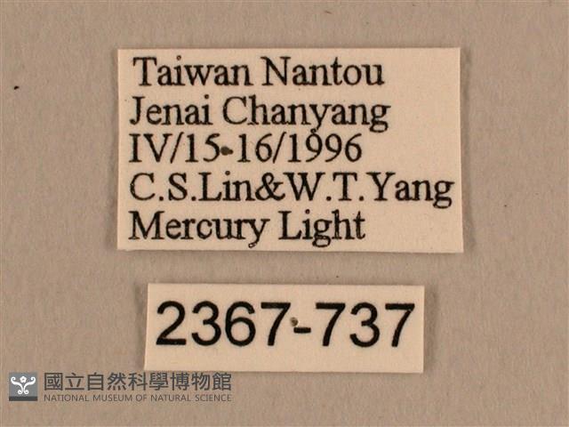 背線天蛾藏品圖，第3張