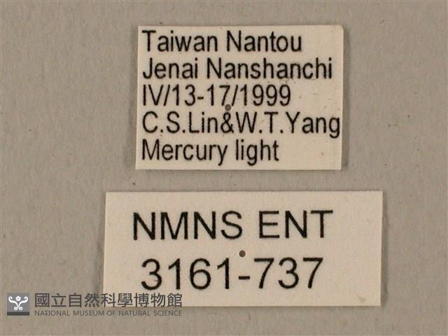 全緣缺角天蛾藏品圖，第3張