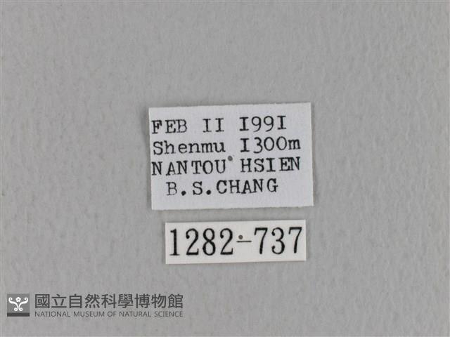 青枯葉蛾藏品圖，第3張