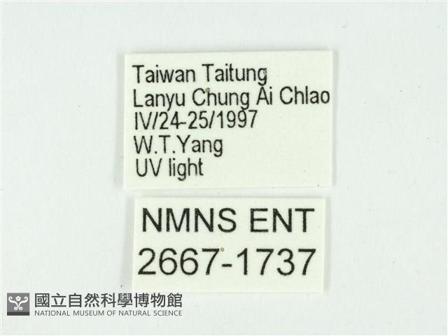 叉紋閃舞蛾藏品圖，第3張