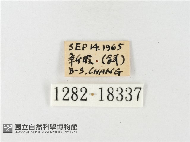 島嶼黃蝶、江崎黃蝶藏品圖，第3張