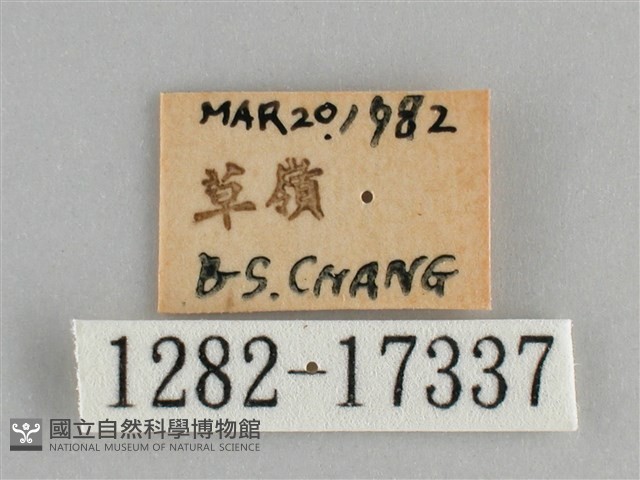 青眼蛺蝶、孔雀青蛺蝶藏品圖，第3張