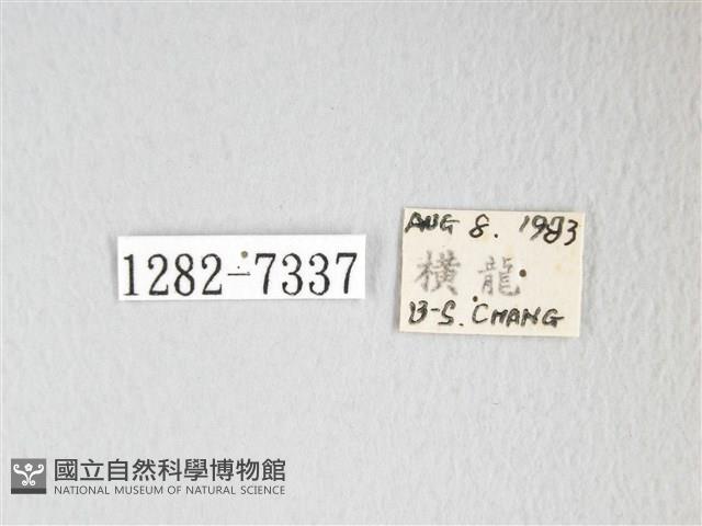 圓翅大鉤蛾藏品圖，第3張