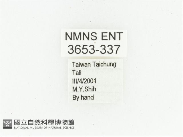 黑斑陷紋金龜藏品圖，第2張