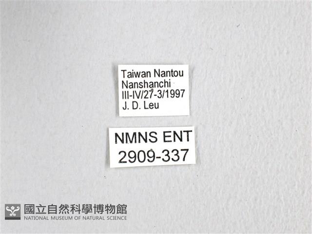 黃星斑鳳蝶藏品圖，第3張