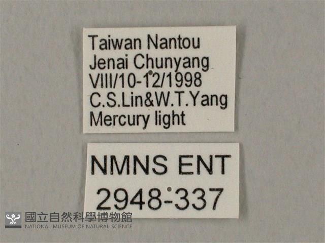 裂斑鷹翅天蛾藏品圖，第3張