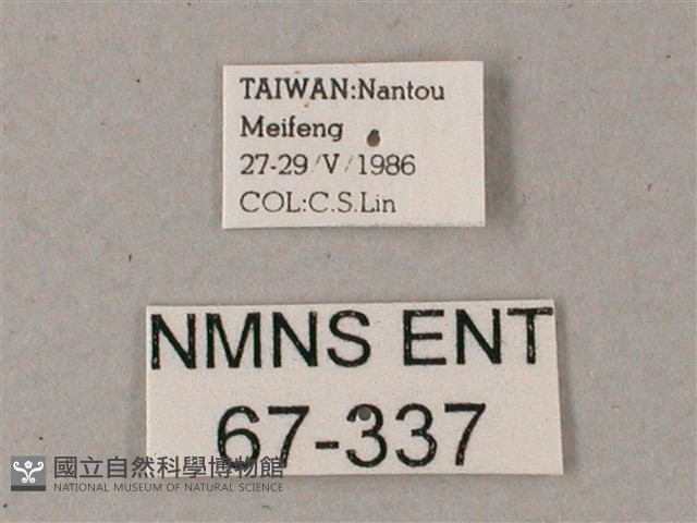 藏斜紋天蛾藏品圖，第3張