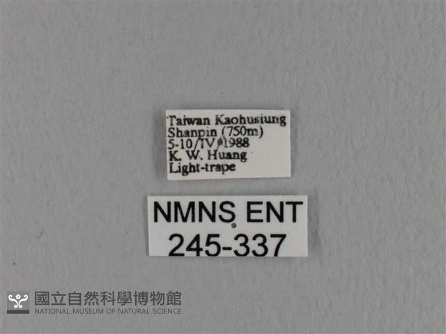 隱波紋枯葉蛾藏品圖，第3張