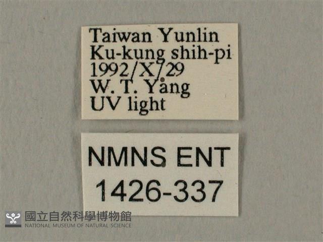 棕綠背線天蛾藏品圖，第3張