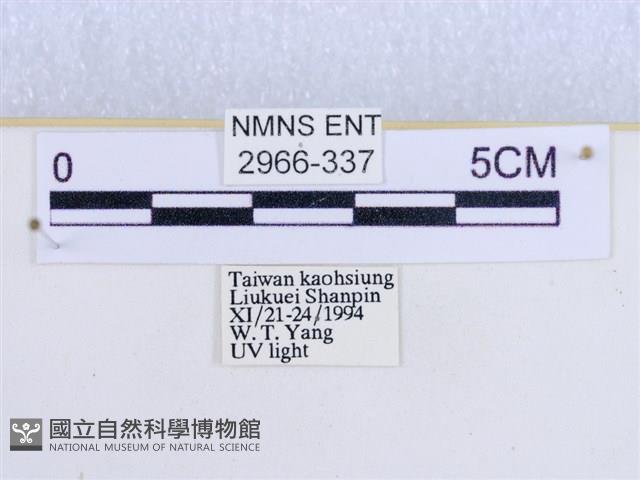 閃光苔蛾藏品圖，第3張