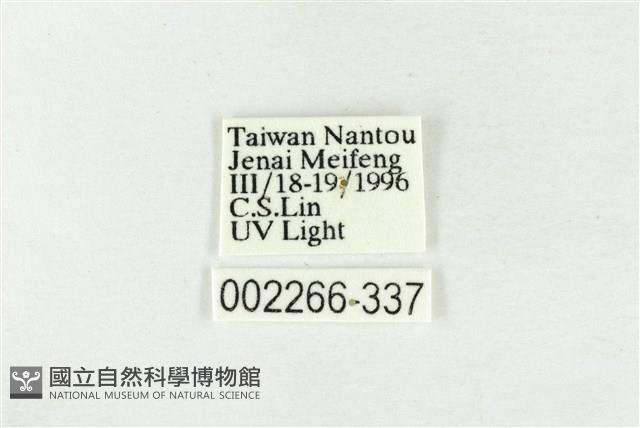 帶波紋蛾藏品圖，第3張