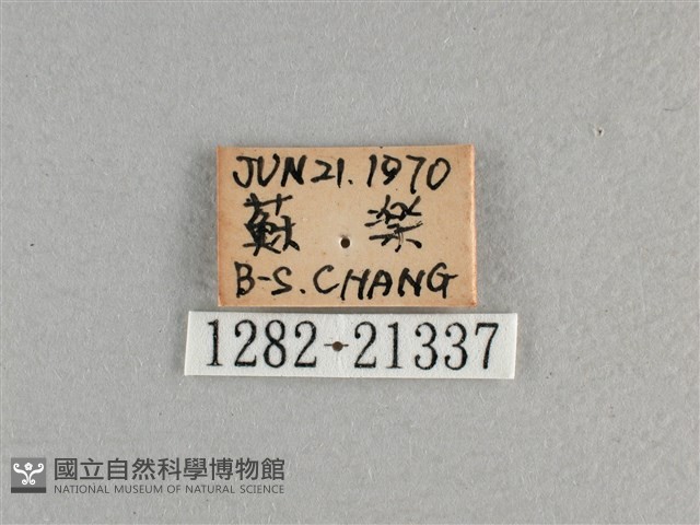 曲紋黛眼蝶藏品圖，第3張