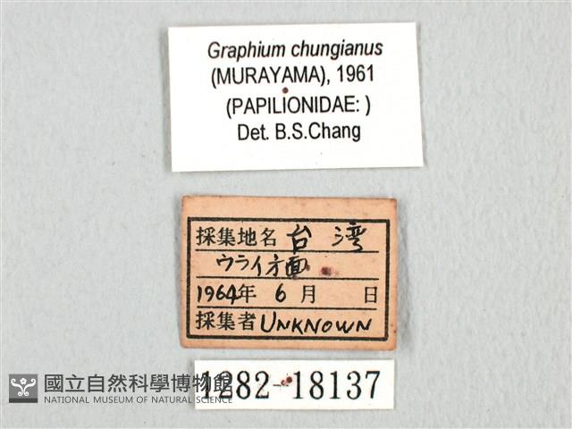 黑尾劍鳳蝶藏品圖，第3張