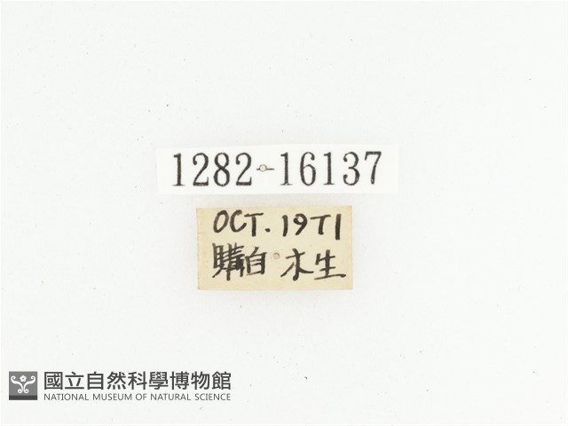 橙斑花金龜藏品圖，第2張
