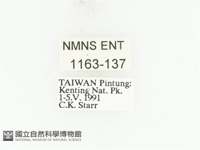藍艷白點花金龜藏品圖，第2張