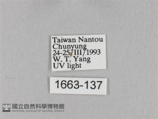 棕斜帶枯葉蛾藏品圖，第3張