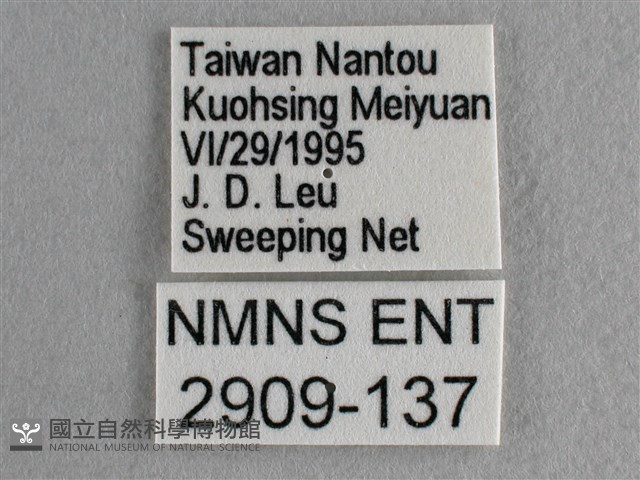 散紋盛蛺蝶藏品圖，第3張