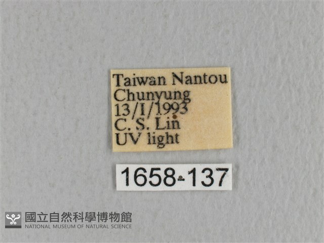 川邊氏枯葉蛾藏品圖，第3張