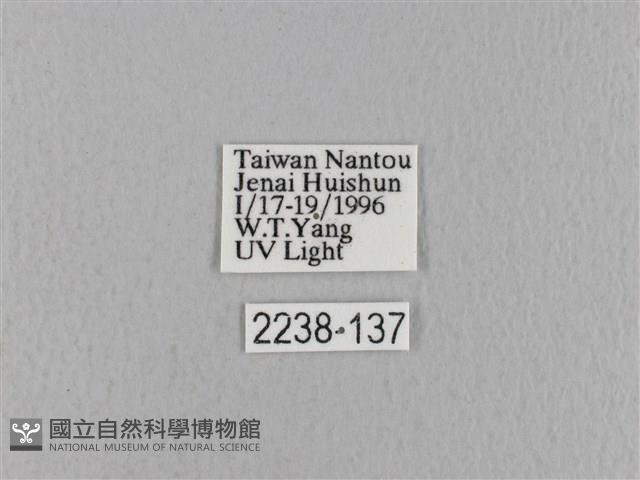 青枯葉蛾藏品圖，第3張