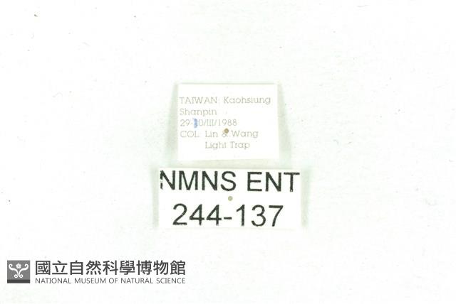 乳白斑燈蛾藏品圖，第3張