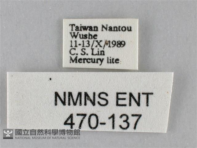 斜紋夜盜蛾藏品圖，第3張