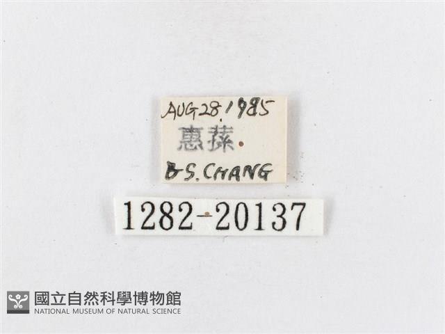 蓬萊茶斑蛾藏品圖，第3張