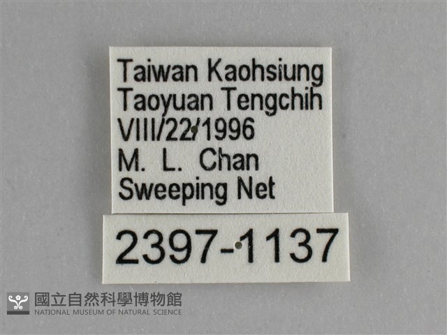 臺灣鉤粉蝶藏品圖，第3張