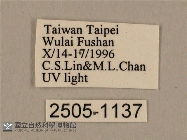 棕綠背線天蛾藏品圖，第3張