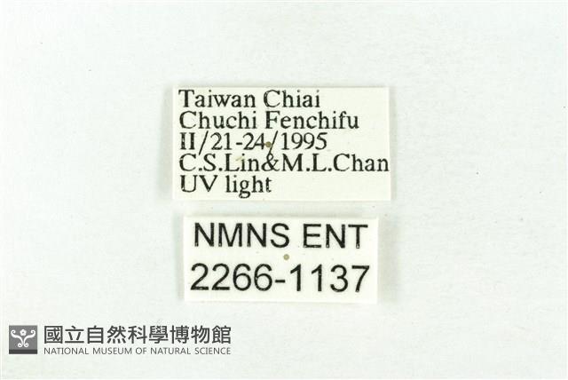 樹形尺蛾藏品圖，第3張