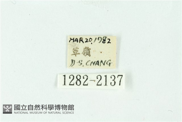 三條橙燈蛾藏品圖，第3張