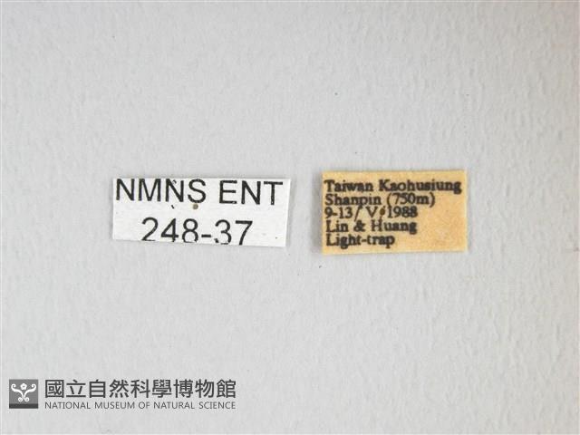 紅目天蠶蛾藏品圖，第3張