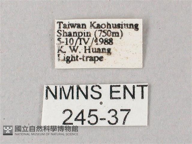 黃斑索天蛾藏品圖，第3張