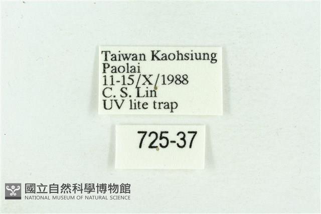 粉紅帶散紋夜蛾藏品圖，第3張