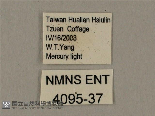 臺灣鋸翅天蛾藏品圖，第3張