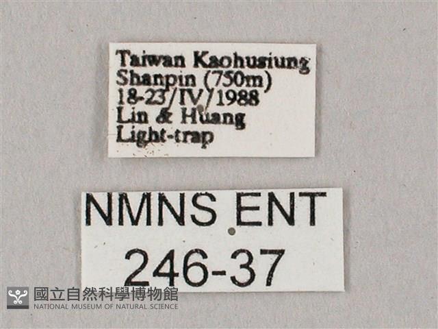 粗斜紋天蛾藏品圖，第3張