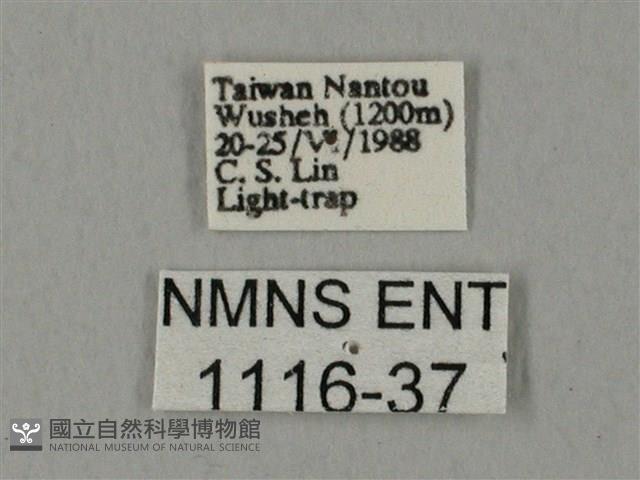 裂斑鷹翅天蛾藏品圖，第3張