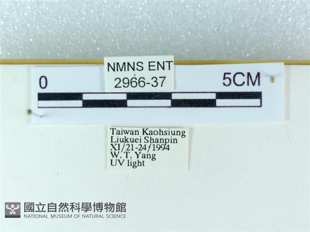 粉蝶燈蛾藏品圖，第3張