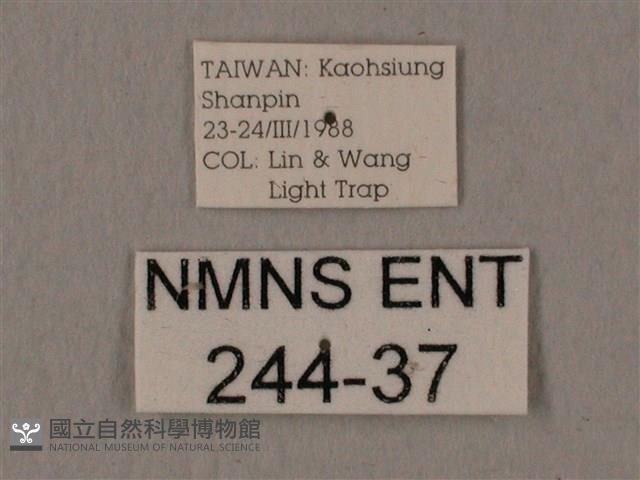 暗綠白腰天蛾藏品圖，第3張