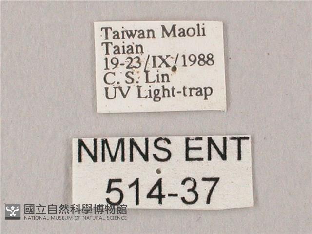 白點天蛾 藏品圖，第3張