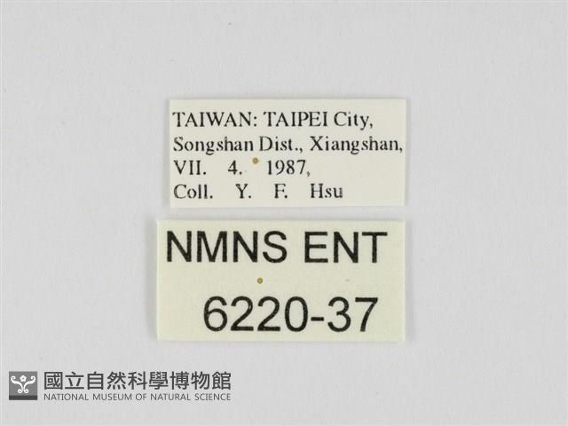 小黃星弄蝶藏品圖，第3張