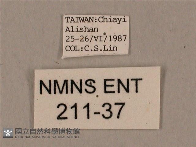 鬼臉天蛾藏品圖，第3張