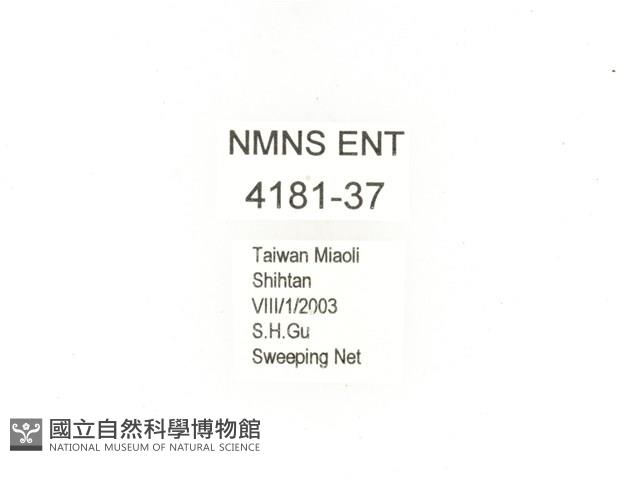 東方白點花金龜藏品圖，第2張