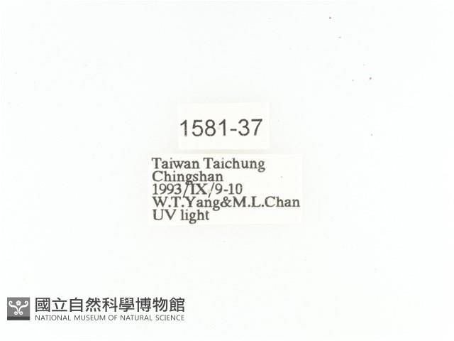 臺灣扇角金龜藏品圖，第2張