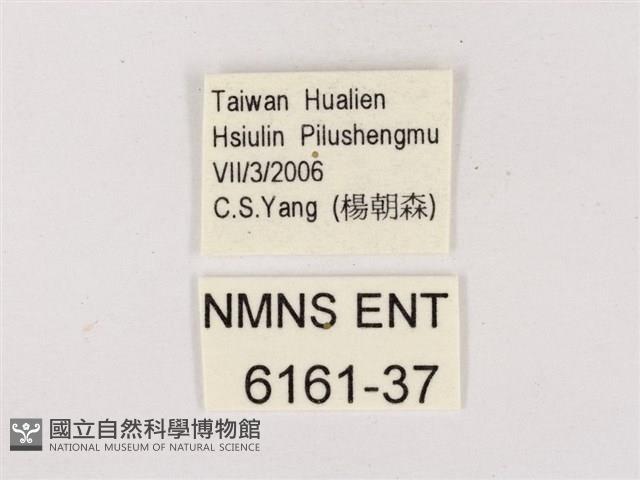 碧翠灰蝶藏品圖，第3張